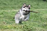CHIEN FINNOIS DE LAPONIE 132